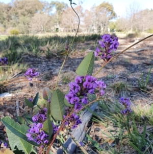 Hardenbergia violacea at Hughes, ACT - 5 Sep 2020 01:59 PM