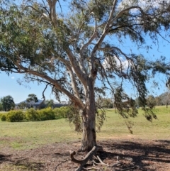 Eucalyptus sp. (A Gum Tree) at Hughes, ACT - 5 Sep 2020 by TomT