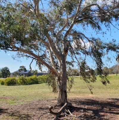 Eucalyptus (genus) (A Gum Tree) at Hughes, ACT - 5 Sep 2020 by TomT