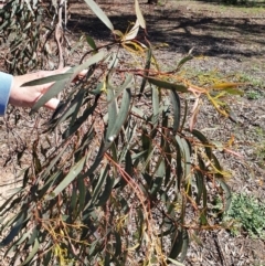 Eucalyptus sp. at Hughes, ACT - 5 Sep 2020