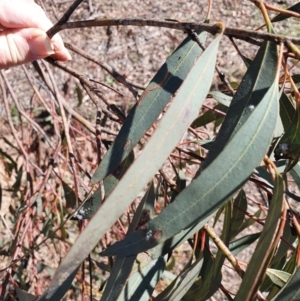 Eucalyptus sp. at Hughes, ACT - 5 Sep 2020