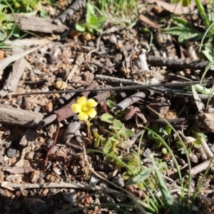 Oxalis sp. at Hughes, ACT - 5 Sep 2020 02:15 PM