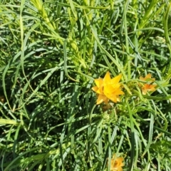 Xerochrysum viscosum (Sticky Everlasting) at Hughes, ACT - 5 Sep 2020 by TomT