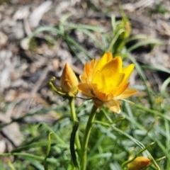 Xerochrysum viscosum at Hughes, ACT - 5 Sep 2020 02:19 PM