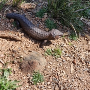 Tiliqua rugosa at Majura, ACT - 5 Sep 2020