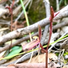 Cyrtostylis reniformis (Common Gnat Orchid) at Acton, ACT - 4 Sep 2020 by PeterR