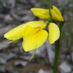 Diuris chryseopsis (Golden Moth) at Kaleen, ACT - 5 Sep 2020 by Christian Fricker