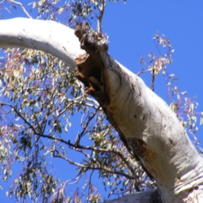 Dacelo novaeguineae (Laughing Kookaburra) at O'Malley, ACT - 25 Aug 2020 by MichaelMulvaney