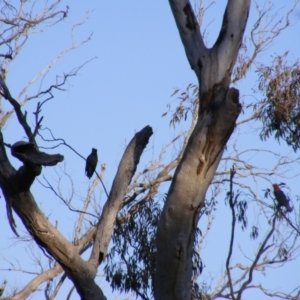 Callocephalon fimbriatum at O'Malley, ACT - 4 Sep 2020