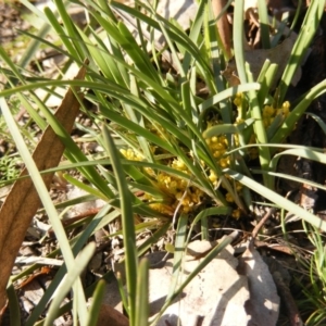 Lomandra bracteata at Red Hill, ACT - 4 Sep 2020