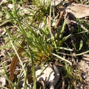 Lomandra bracteata at Red Hill, ACT - 4 Sep 2020