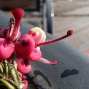 Grevillea lanigera at Yass River, NSW - 5 Sep 2020