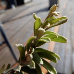 Grevillea lanigera at Yass River, NSW - 5 Sep 2020