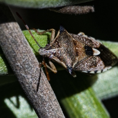 Oechalia schellenbergii (Spined Predatory Shield Bug) at Googong, NSW - 31 Aug 2020 by WHall