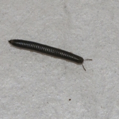 Ommatoiulus moreleti (Portuguese Millipede) at Googong, NSW - 1 Sep 2020 by WHall