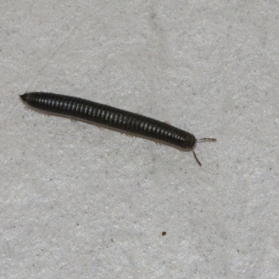 Ommatoiulus moreleti (Portuguese Millipede) at Googong, NSW - 1 Sep 2020 by WHall