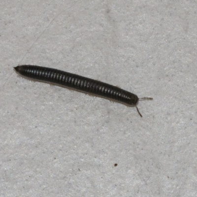 Ommatoiulus moreleti (Portuguese Millipede) at Googong, NSW - 2 Sep 2020 by WHall