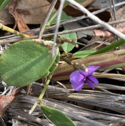 Hovea heterophylla (Common Hovea) at Burra, NSW - 4 Sep 2020 by Safarigirl