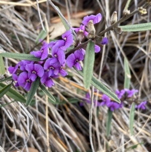 Hovea heterophylla at Burra, NSW - 5 Sep 2020 12:20 AM