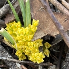 Lomandra bracteata (Small Matrush) at Burra, NSW - 4 Sep 2020 by Safarigirl