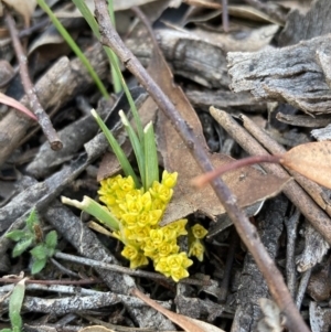 Lomandra bracteata at Burra, NSW - 5 Sep 2020 12:10 AM