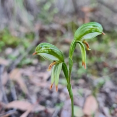 Bunochilus umbrinus (Broad-sepaled Leafy Greenhood) at Mount Jerrabomberra - 4 Sep 2020 by roachie