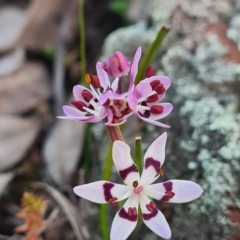 Wurmbea dioica subsp. dioica at Karabar, NSW - 2 Sep 2020