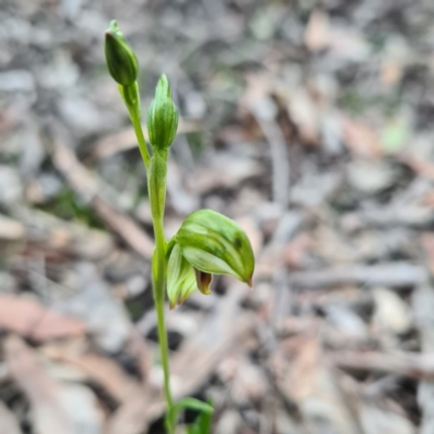 Bunochilus umbrinus (Broad-sepaled Leafy Greenhood) at Mount Jerrabomberra - 5 Sep 2020 by roachie