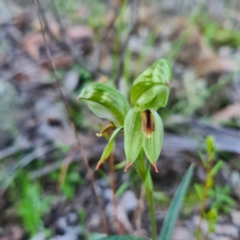 Bunochilus umbrinus (ACT) = Pterostylis umbrina (NSW) at suppressed - 5 Sep 2020