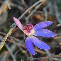 Cyanicula caerulea (Blue Fingers, Blue Fairies) at Jerrabomberra, NSW - 1 Sep 2020 by roachie