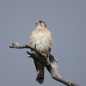 Falco cenchroides at O'Malley, ACT - 5 Sep 2020 08:53 AM