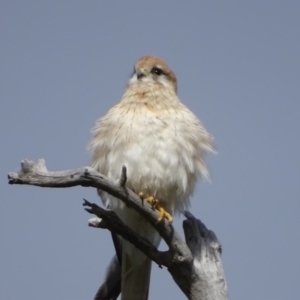 Falco cenchroides at O'Malley, ACT - 5 Sep 2020