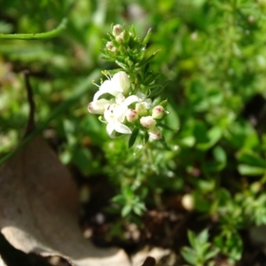 Asperula conferta at O'Malley, ACT - 5 Sep 2020