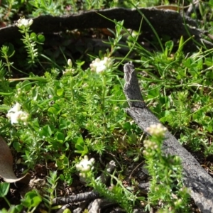 Asperula conferta at O'Malley, ACT - 5 Sep 2020