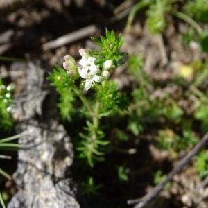 Asperula conferta at O'Malley, ACT - 5 Sep 2020