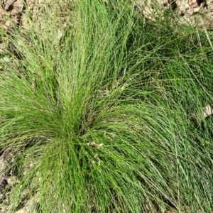 Poa sp. at Paddys River, ACT - 5 Sep 2020 12:45 PM