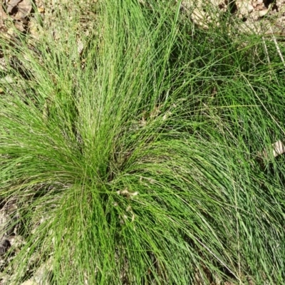 Poa sp. (A Snow Grass) at Paddys River, ACT - 5 Sep 2020 by Mike