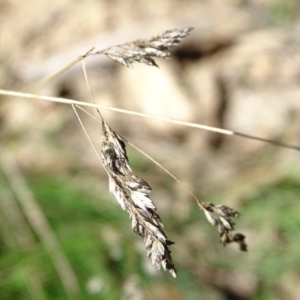 Poa sp. at Paddys River, ACT - 5 Sep 2020 12:45 PM