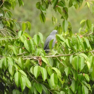 Coracina lineata (Barred Cuckooshrike) at Lake MacDonald, QLD - 27 Dec 2019 by Liam.m