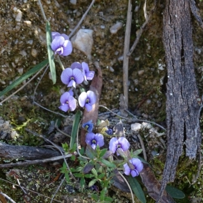 Hovea heterophylla (Common Hovea) at Paddys River, ACT - 5 Sep 2020 by Mike