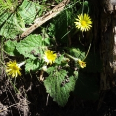 Cymbonotus sp. (preissianus or lawsonianus) (Bears Ears) at Paddys River, ACT - 5 Sep 2020 by Mike