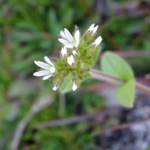 Cerastium glomeratum at Paddys River, ACT - 5 Sep 2020 01:11 PM