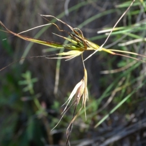 Themeda triandra at Paddys River, ACT - 5 Sep 2020