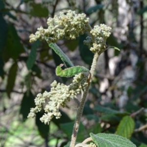 Pomaderris aspera at Paddys River, ACT - 5 Sep 2020