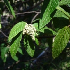 Pomaderris aspera at Paddys River, ACT - 5 Sep 2020