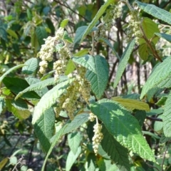 Pomaderris aspera at Paddys River, ACT - 5 Sep 2020