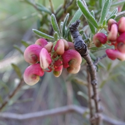 Grevillea lanigera (Woolly Grevillea) at Paddys River, ACT - 5 Sep 2020 by Mike