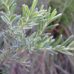 Grevillea lanigera at Paddys River, ACT - 5 Sep 2020