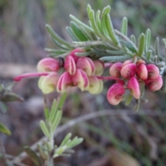 Grevillea lanigera at Paddys River, ACT - 5 Sep 2020