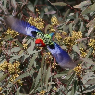 Platycercus eximius (Eastern Rosella) at Wodonga, VIC - 5 Sep 2020 by Kyliegw